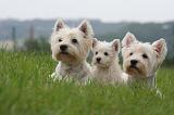 WESTIE 478